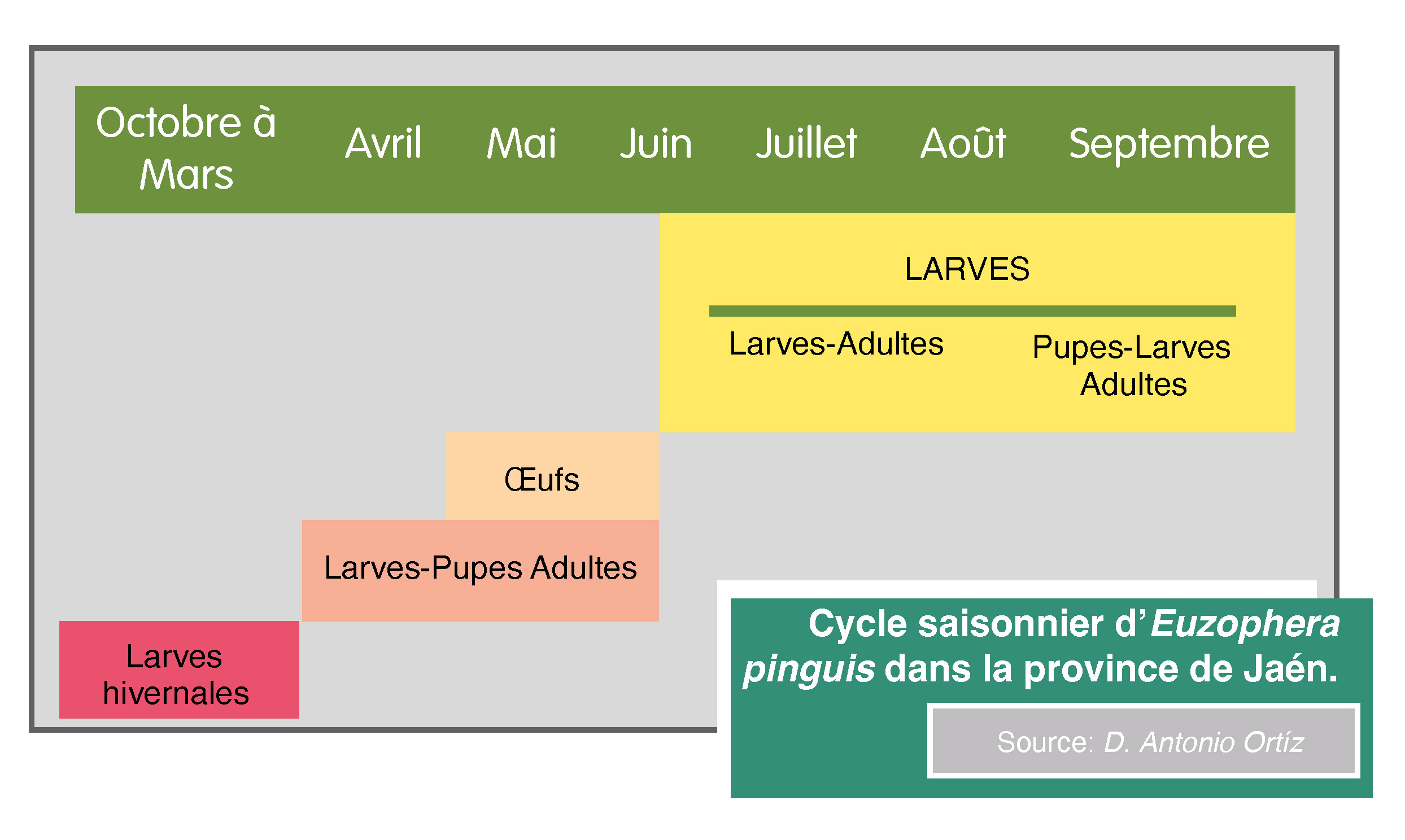 Ciclo Estacional de Euzophera pinguis en la provincia de Jaén